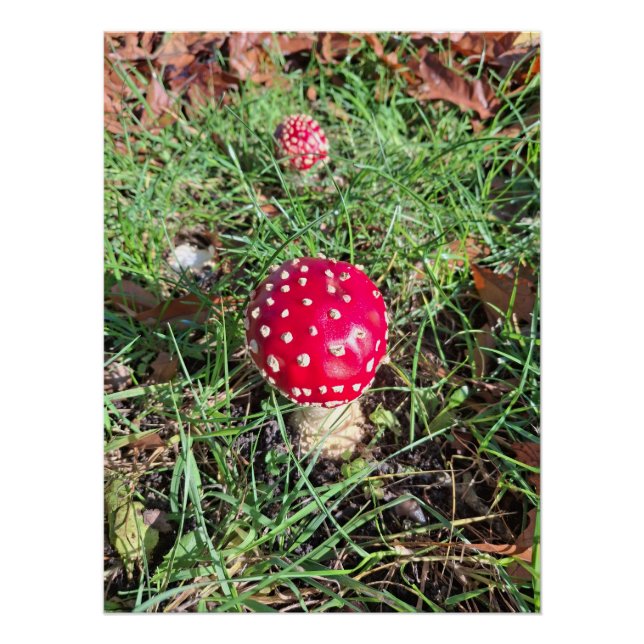 Póster Red mushroom  (Frente)