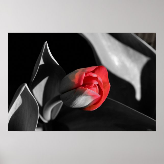 Poster Red Newborn Tulip (Frente)