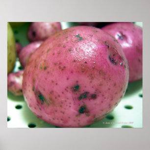 Poster Red Norland potato