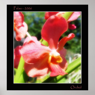 Póster Red Orchid