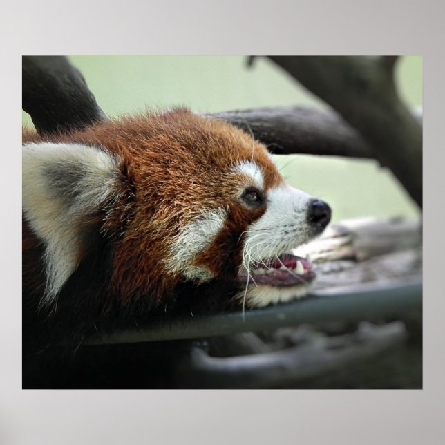 Póster Red Panda (Frente)