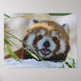 Poster Red Panda