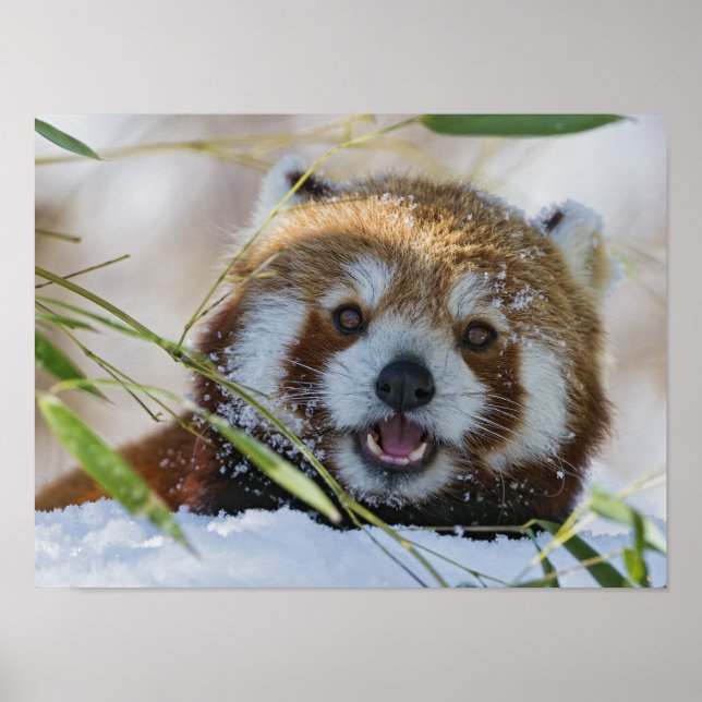 Poster Red Panda (Frente)