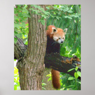 Poster Red Panda