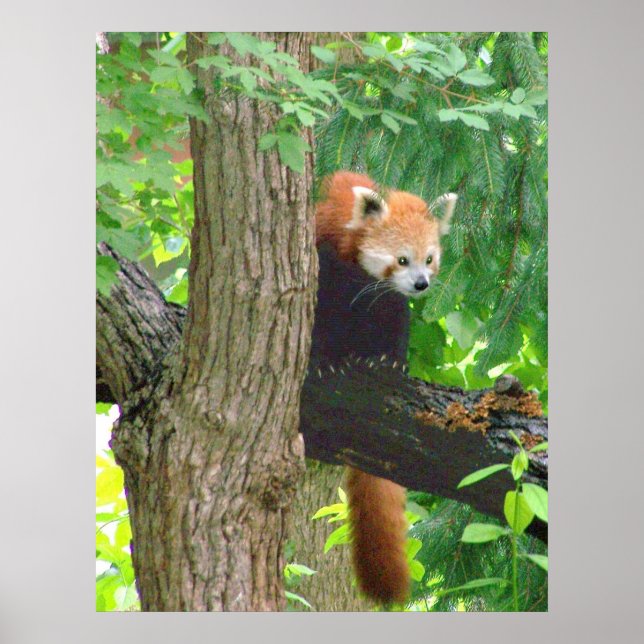 Poster Red Panda (Frente)