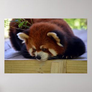 Poster Red Panda