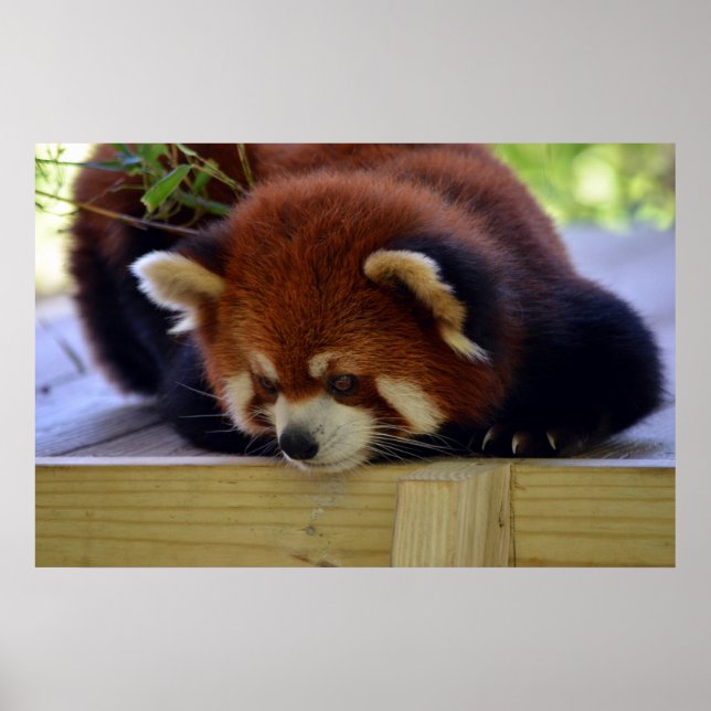 Poster Red Panda (Frente)