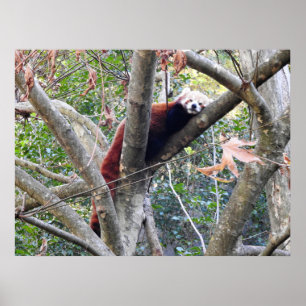 Poster Red Panda