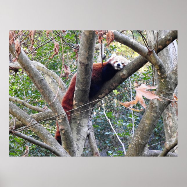 Poster Red Panda (Frente)