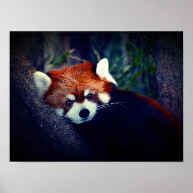 Poster Red Panda (Frente)