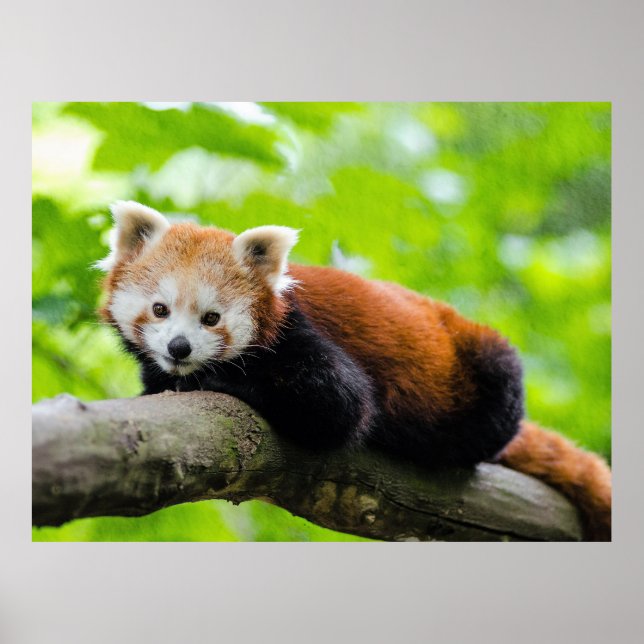 Poster Red Panda (Frente)