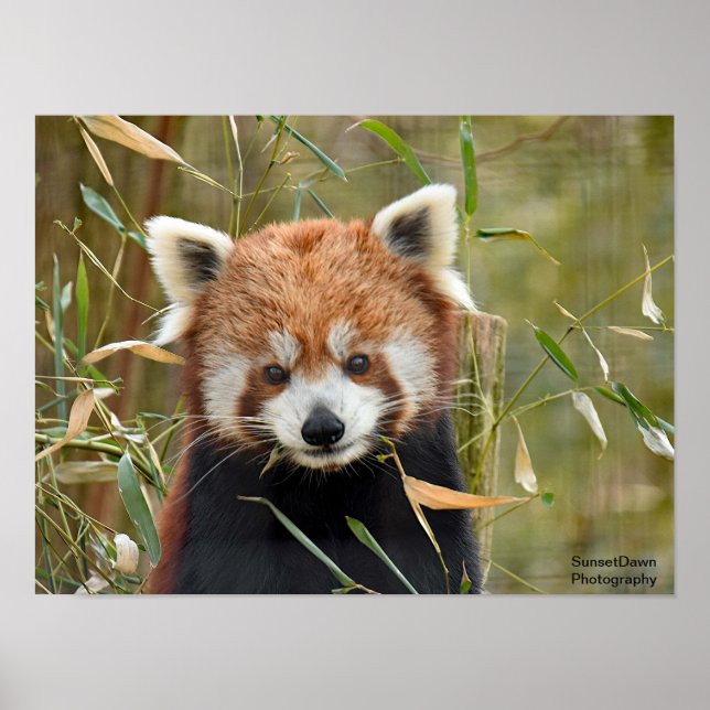 Poster Red Panda (Frente)