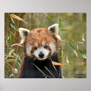 Poster Red Panda