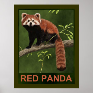 Poster Red Panda