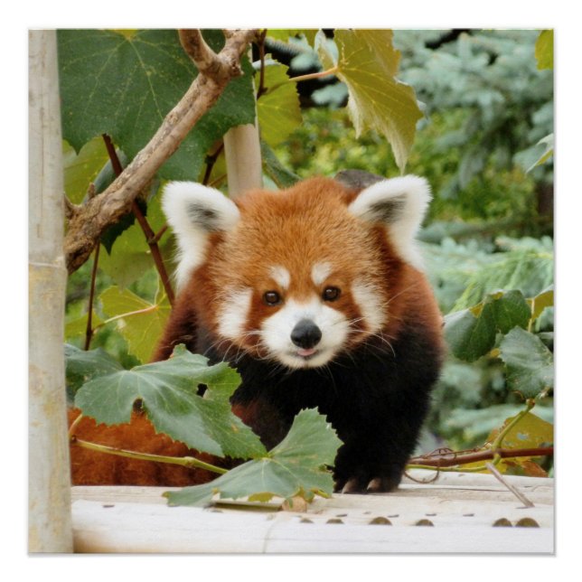 Póster Red Panda (Frente)
