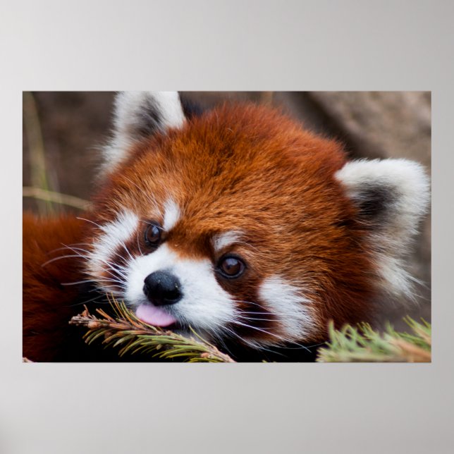 Póster Red Panda (Frente)