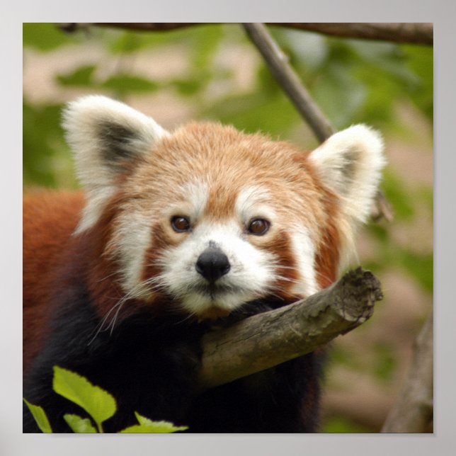 Póster Red-panda-005 (Frente)
