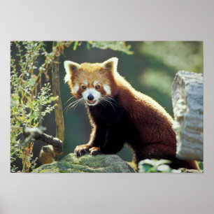 Póster Red Panda Ailurus fulgens)