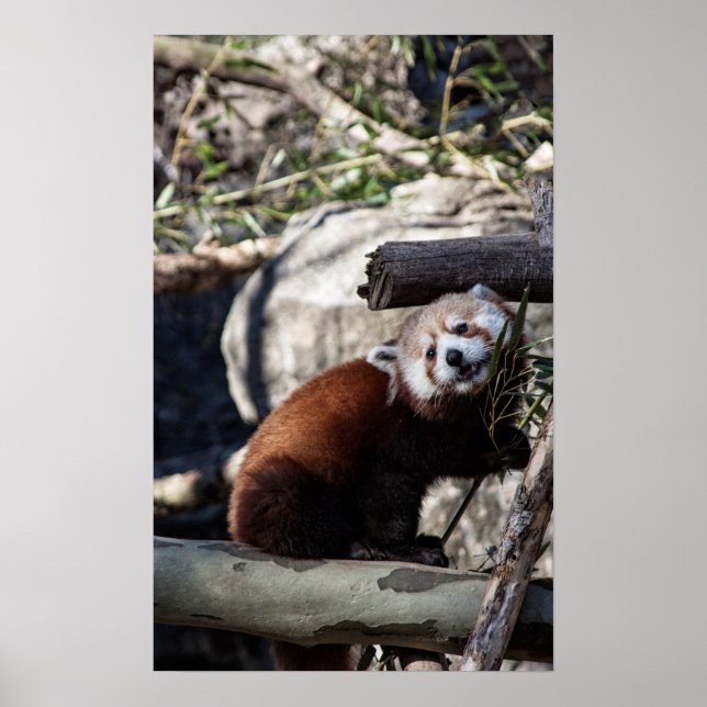 Poster Red Panda e Bamboo (Frente)
