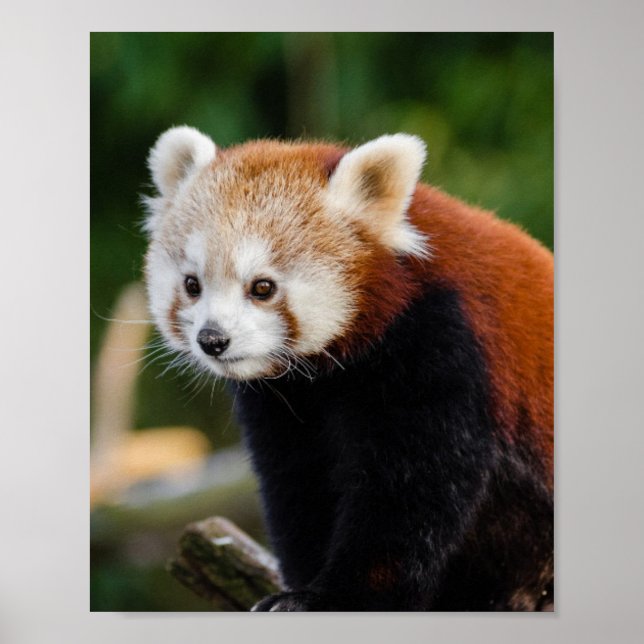 Poster Red Panda Wildlife (Frente)