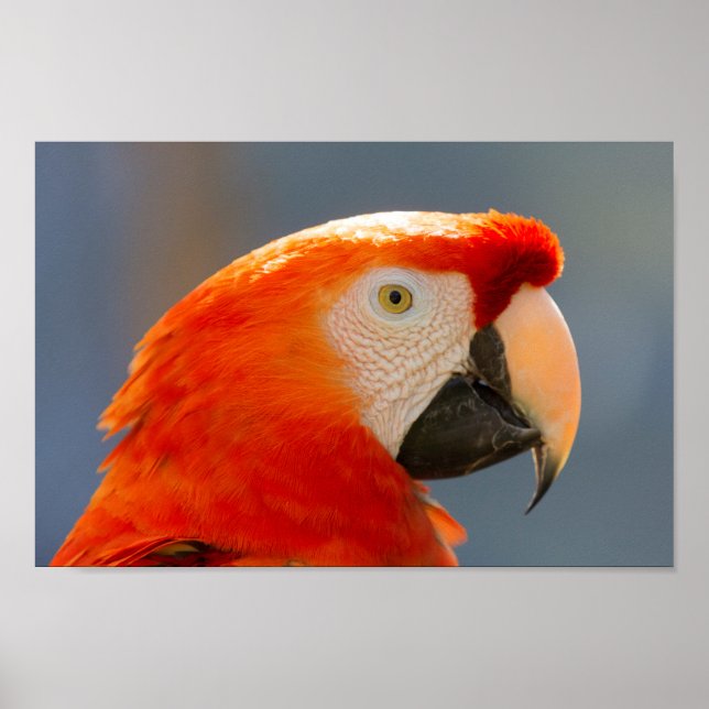 Poster Red Parrot Bird (Frente)
