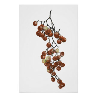 Póster Red Peppercorns - Botanical Study 3