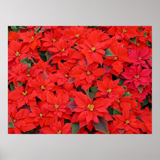 Póster Red Poinsettias I Festa Floral de Natal (Frente)
