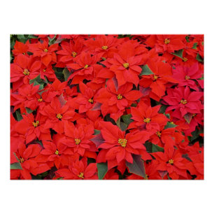 Póster Red Poinsettias I Festa Floral de Natal