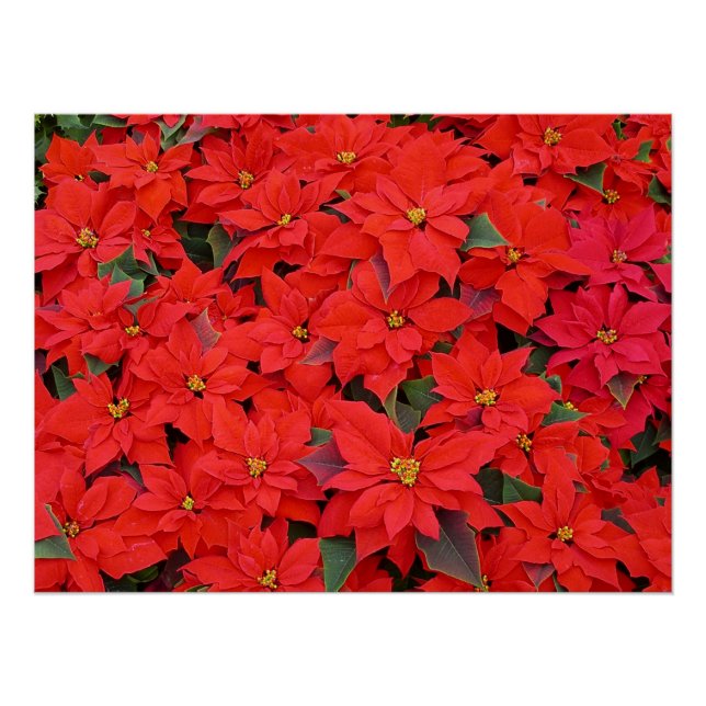 Póster Red Poinsettias I Festa Floral de Natal (Frente)
