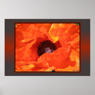 Póster Red Poppy