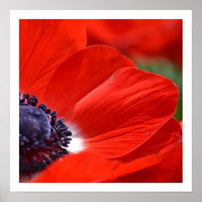 Poster Red Poppy Primavera Floral (Frente)