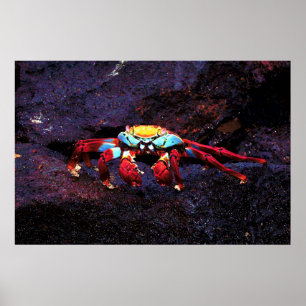 Poster Red Rock Crab
