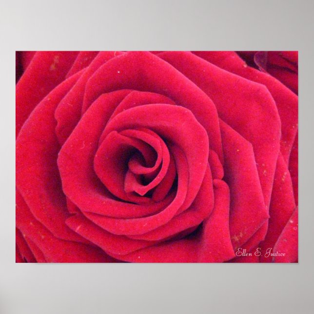 Poster Red Rose (Frente)