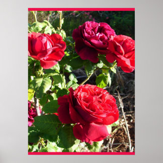 Poster Red Rose Roses Flower Floral Garden Eugene Furst