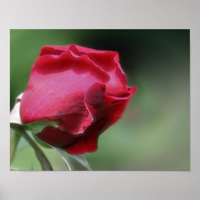 Poster Red Rosebud Bending (Frente)