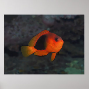 Poster Red Saddleback Anenomefish
