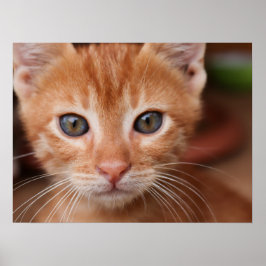 Poster Red Tabby Kitten
