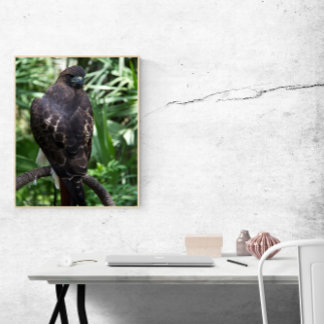 Poster Red Tail Hawk Bird Foto