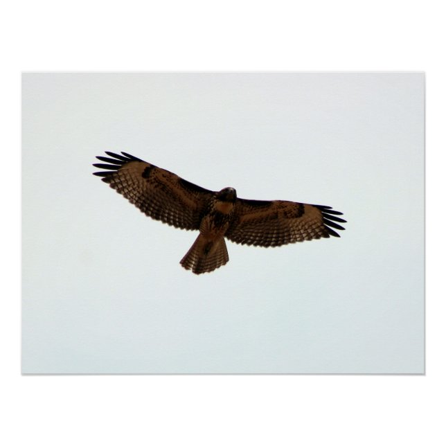Póster Red Tail Hawk em Voo (Frente)