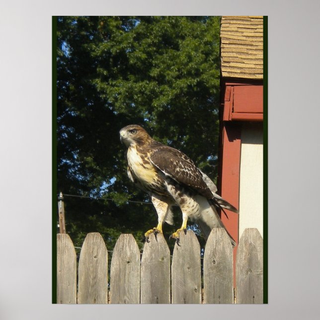 Poster Red Tailed Hawk (Frente)