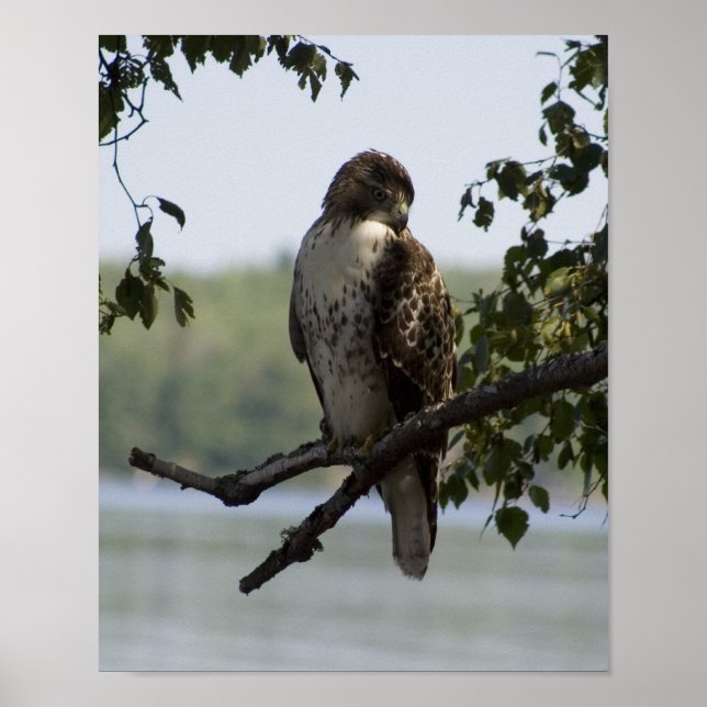 Poster Red Tailed Hawk (Frente)