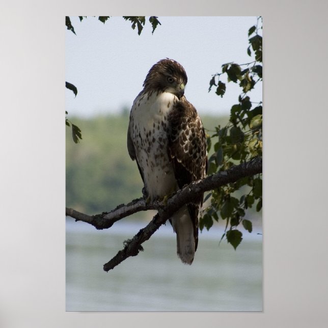 Poster Red Tailed Hawk (Frente)