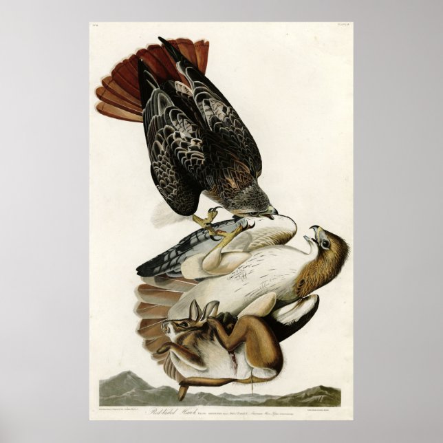 Poster Red Tailed Hawk Birds of America por James Audubon (Frente)