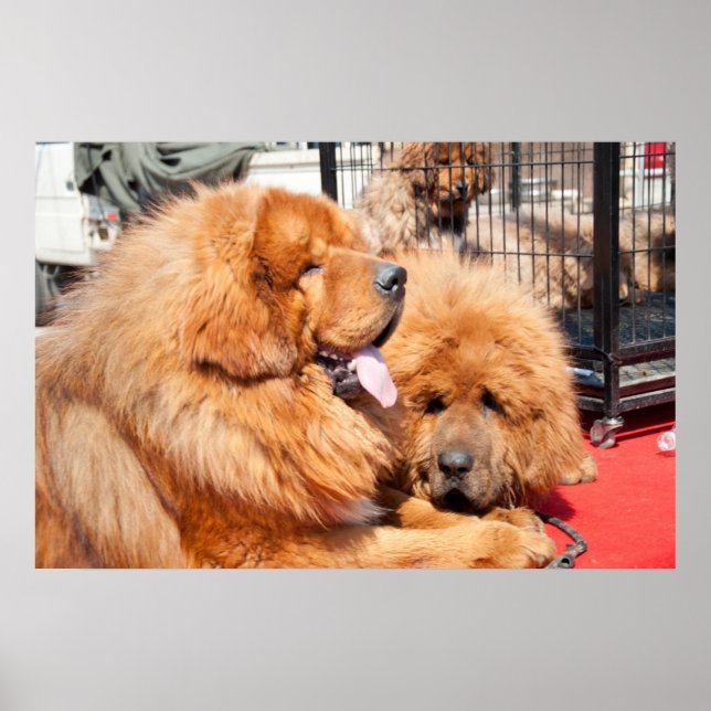 Poster Red Tibetan Mastiff (Frente)