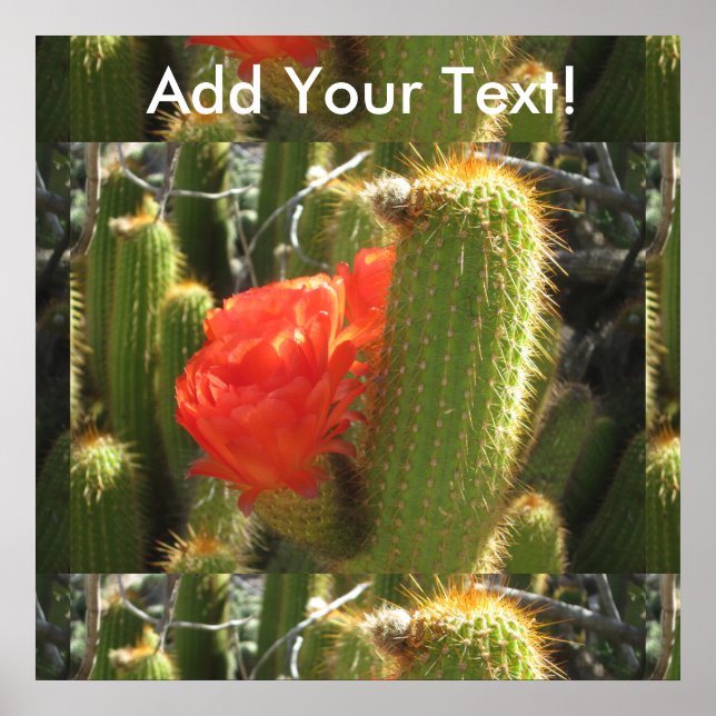 Póster Red Torch Cactus (Frente)