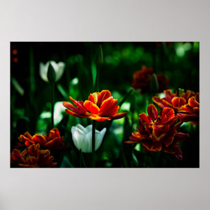 Póster Red Tulip - Sua Majestade o Rei