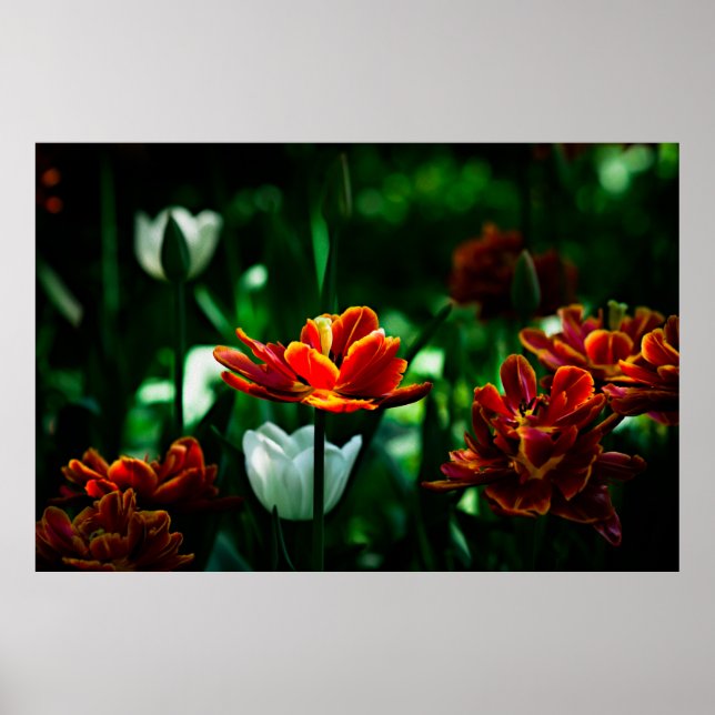 Póster Red Tulip - Sua Majestade o Rei (Frente)