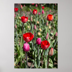 Poster Red tulips on a summer day