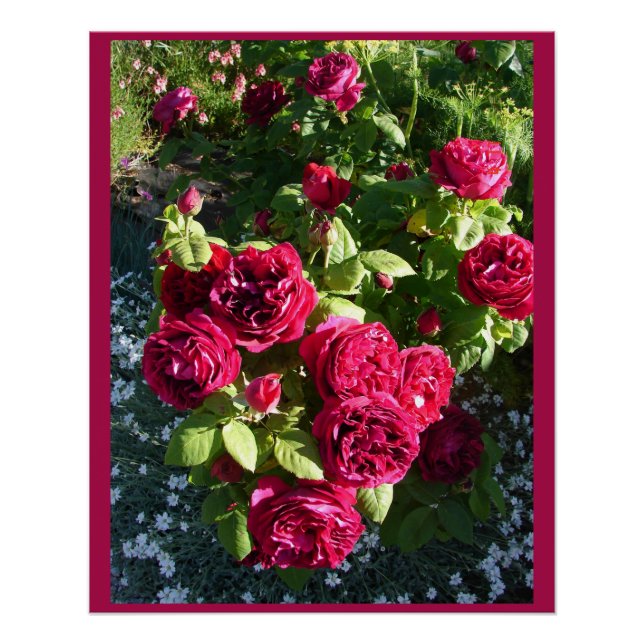 Póster Red Vintage Rosa Flower Garden Rosa Poster (Frente)