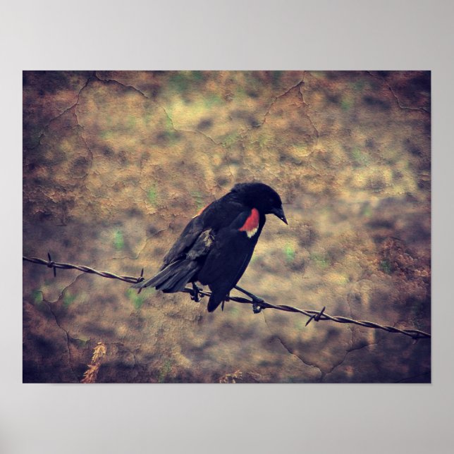 Póster Red Wing Blackbird (Frente)